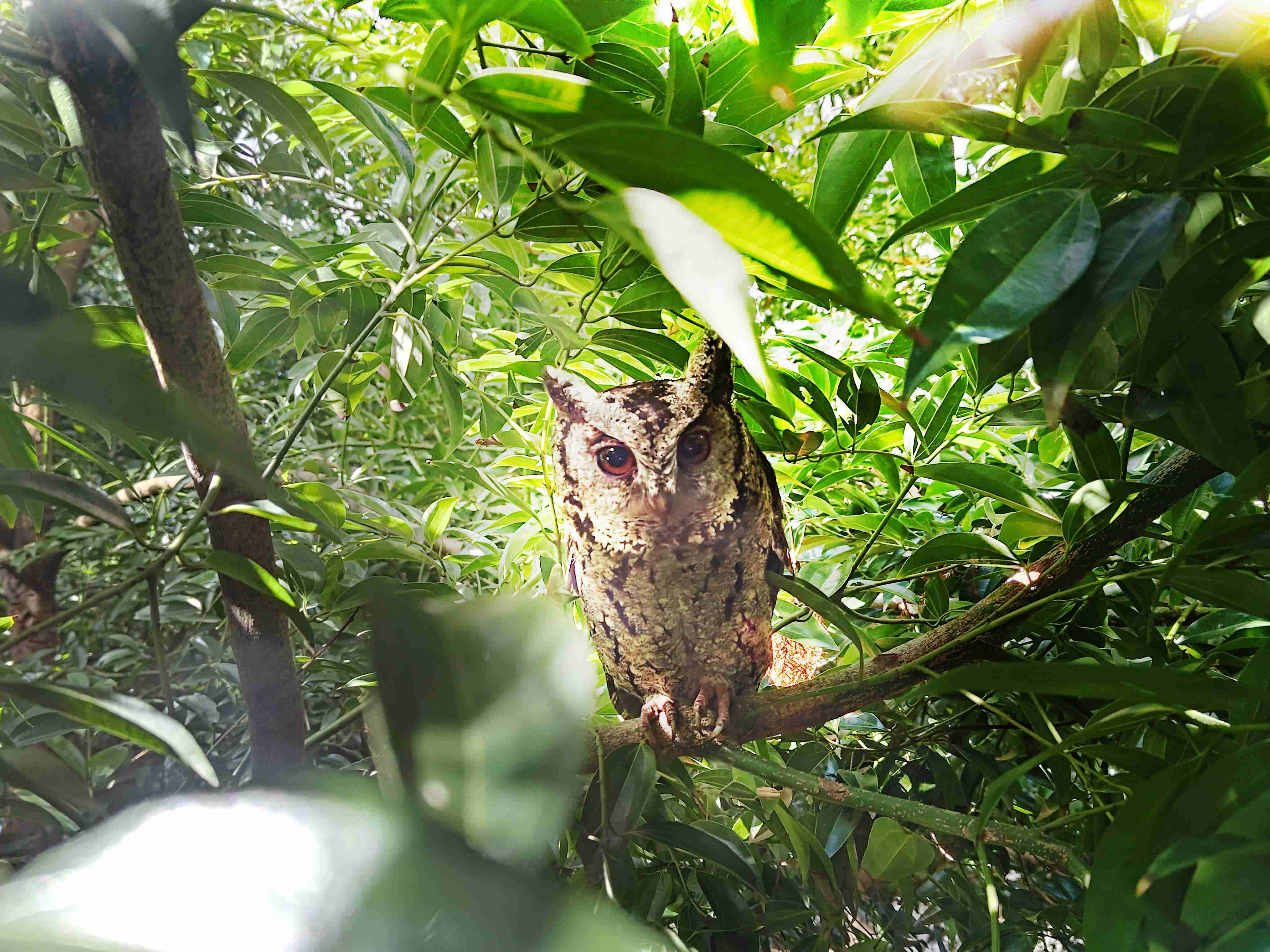糖果派对致力提倡净零绿生活，，16年以来在全球各厂区植树逾百万棵，，造就各厂区树木蔚然成林，，犹如森林工厂，，成为许多生物的栖息地
